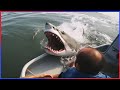 Damn Nature You Scary | Funny Scary Animal Encounters 😱 #16