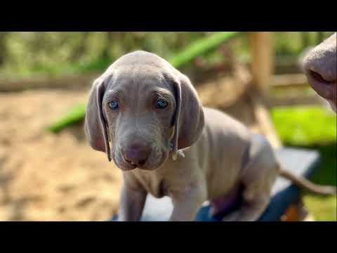 Die Weimaraner Welpen - Portrait "Erhard"