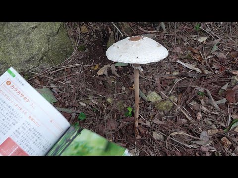  9月のキノコはどれ？今月採れる食用で認識しやすい種 8 種  庭園