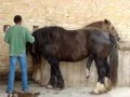 Big Stallion Semen Collection
