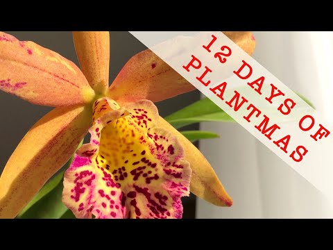 Orchids in Bloom on the Winter Windowsill - Merry 12th Day Of Plantmas! 🌿