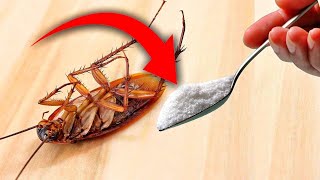 Comment se débarrasser des cafards/insectes avec des remèdes naturels | Insecticide maison|ÇA MARCHE