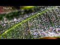Ethoo Mazhayil Watsapp Status Video From Vijay Superum Pournamiyum