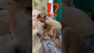 突然熊に襲われる豆柴 #shibainu #柴犬 #犬のいる暮らし #cute #じゃれあい
