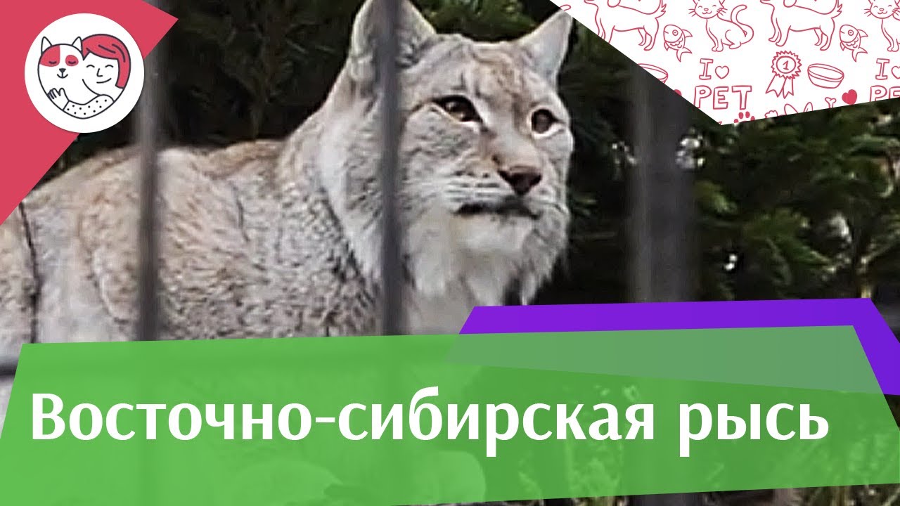 Восточно сибирская рысь Питание на ilikepet