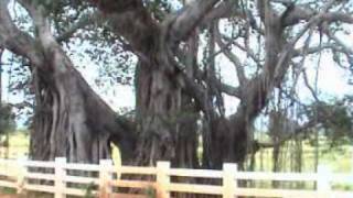 preview picture of video 'Very Old Tree - Ghat road Mysore Sathyamangalam'