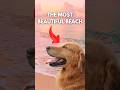 This deaf and blind dog showed them the most beautiful beach ❤️😯 #shorts #dogs