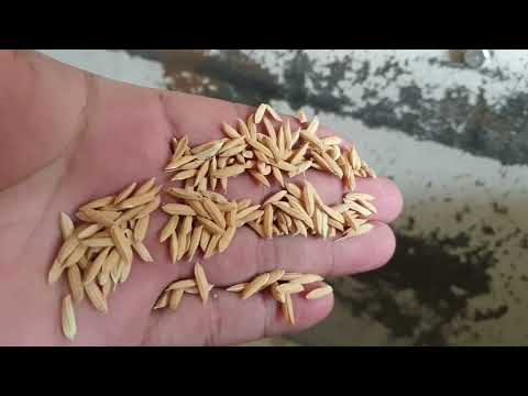 Sefarat Tuxim elak kanpitur