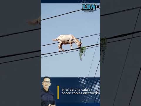 ¡Insólito! Se hace viral una cabra caminando sobre cables eléctricos y comiendo plantas en lo alto