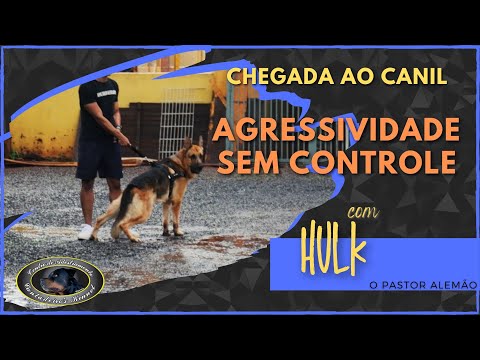 HULK - Pastor Alemão - Chegada ao Canil
