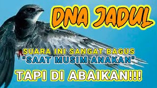 Download lagu Suara Panggil Ini Lebih Baik Dari Ribuan Suara Walet Yang Ada Di YouTube. mp3 Download lagu Suara Panggil Ini Lebih Baik Dari Ribuan Suara Walet Yang Ada Di YouTube. mp3