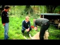 Shearing Sheep The F Word