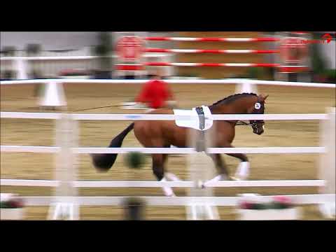 Prämienhengst von Franziskus x Rock Forever   -  Longe