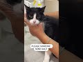 Cat Goes To Vet Before Moving To America From Peru Cat Viral