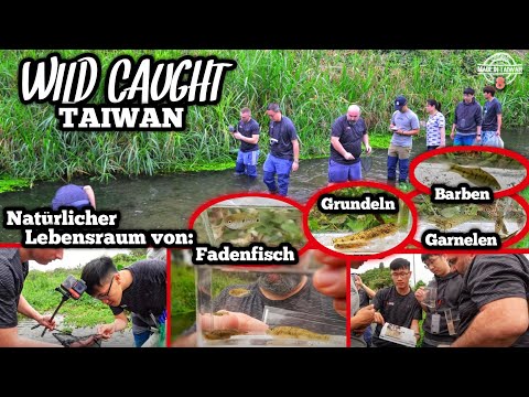 WILD CAUGHT TAIWAN | Catching Aquarium fish in the natural biotope