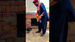 Download lagu #aseel #murga #bobbyjutt88 #aseelmurga #shidumoosewala #chotadon mp3