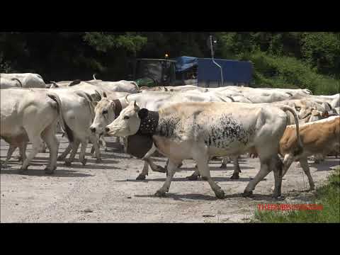 LA PARTENZA DELLA TRANSUMANZA PER L' ALPEGGIO DA ROBILANTE. (CN) SAB. 20 - 6 - 2020.