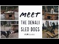 How to MEET Alaskan Husky Sled Dogs at Denali National Park!