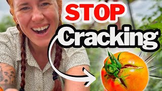 Prevent Cracked Tomatoes — Proven Garden Science 🧬