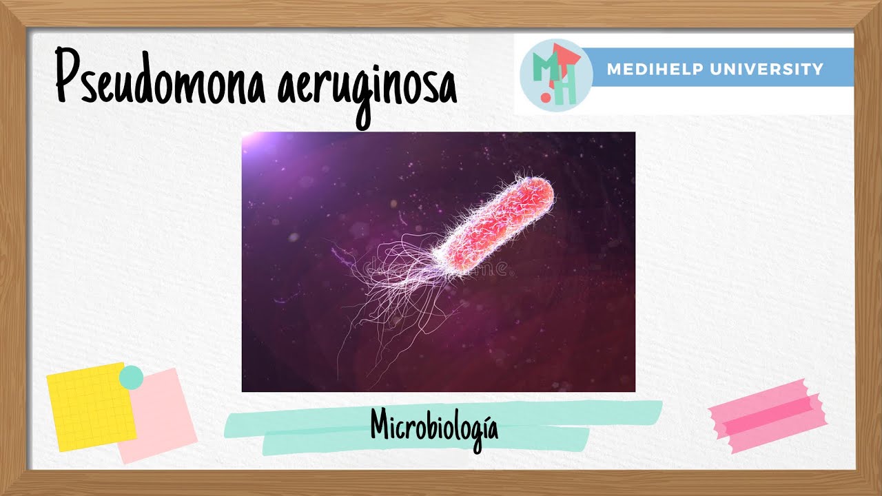 ¿Pseudomonas aeruginosa La bacteria oportunista…