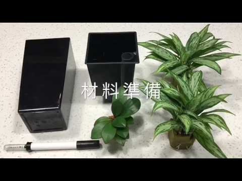 銀后粗肋草風水