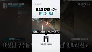 6일만에 포착된 늑구...또 놓쳤다? #이야기더 #채널A #shorts