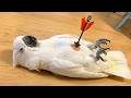 Overdramatic Parrots Who Deserve an Oscar 😂 Funny Parrot Videos 2026 DEFAULT Thumbnail