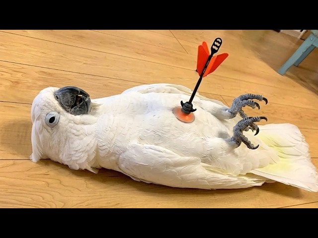 Overdramatic Parrots Who Deserve an Oscar 😂 Funny Parrot Videos 2026 SDDEFAULT Thumbnail