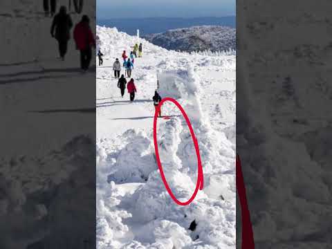 🔥 SNOW MONSTERS do EXIST! 🔥 Mountaing Zao, Japan