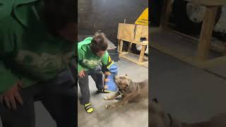 This giant pitbull has incredible restraint and focus 🫡💪🏾👑 #viral #dog