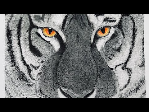 How to Draw a Tiger? Hyper Realistic using indentation technique | tutorial | white tiger