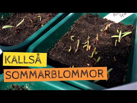KALLSÅDD av sommarblommor och annat i växthus - Så blommor och annat kallt för stadigare plantor