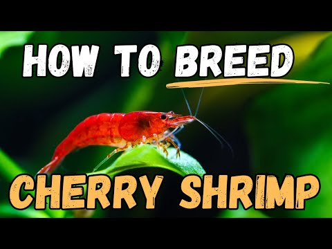 🦐 Secrets to Successful Red Cherry Shrimp Breeding Revealed