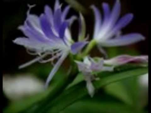 SURIPOP 1994 .ALA TEN NANGA YU - Composer Erik Refos(SURIPOP) 1994