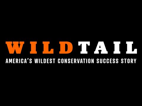 WildTail Documentary - America's Wildest Success Story