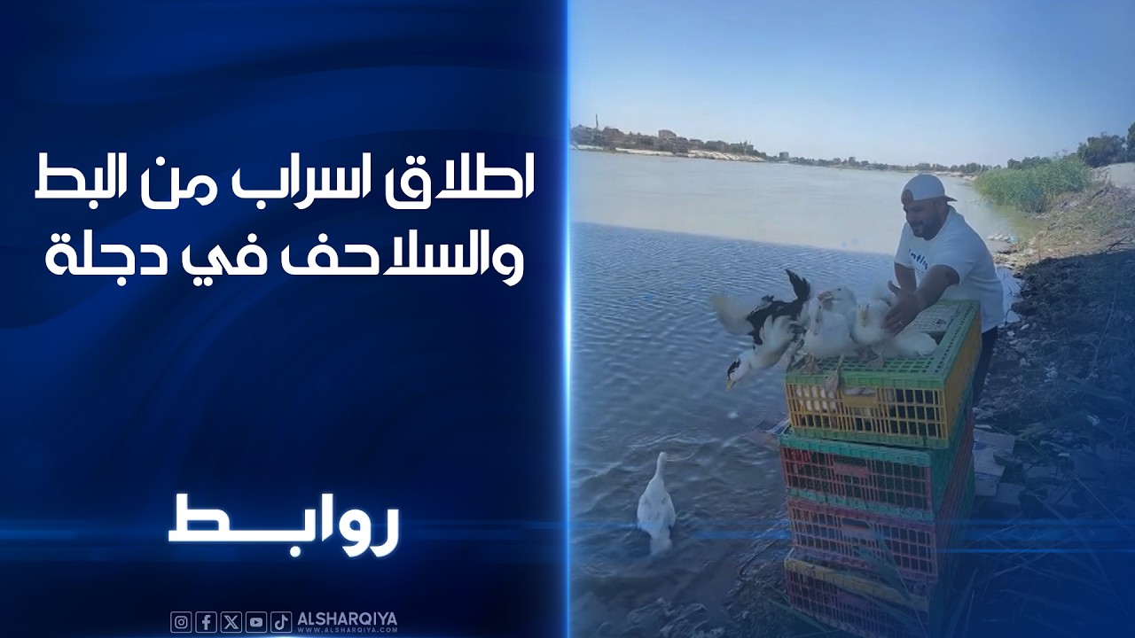 فيديو | اطلاق اسراب من البط والسلاحف في دجلة | روابط