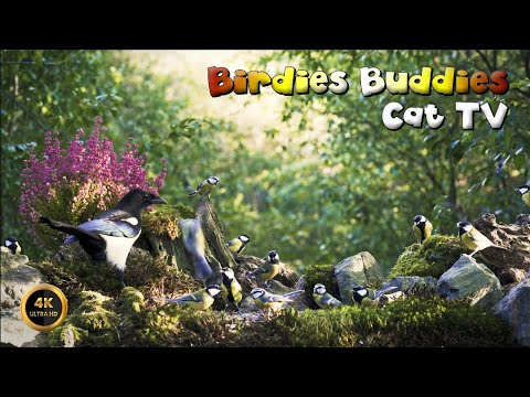 Cat TV for cats to watch 🐈 -  MAGPIES & CHICKADEES 🦜🌿 (4K)