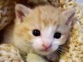 Cute Song About Cats ! "The Cat Song" 