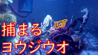 タツノオトシゴ水槽あるある♪　タツに捕まるヨウジウオ(笑)　【餌やり・雑談動画】