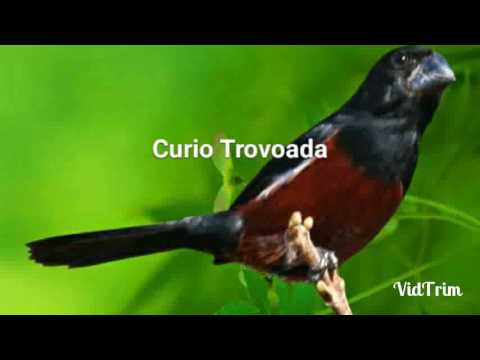 download lagu mp3 mp4 Baixar Canto De Curi Praia Clssico, download lagu Baixar Canto De Curi Praia Clssico gratis, unduh video klip Baixar Canto De Curi Praia Clssico