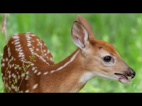 Fragen zur Jagd: Kitze retten, später schießen