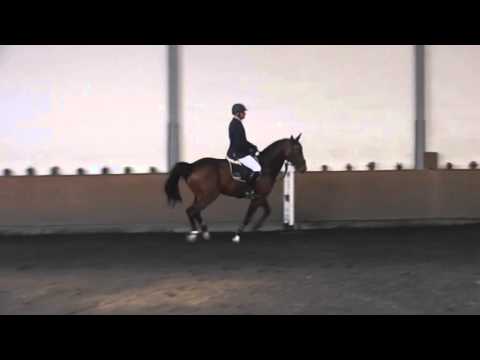 Casiano, 2006 stallion, EQ/ jumper