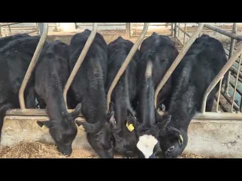 35 Autumn born calves for sale - Image 2