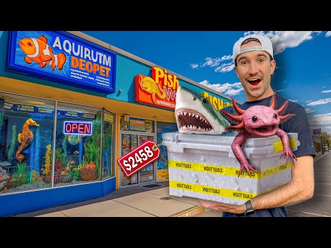 I Bought Fish From Every Store...