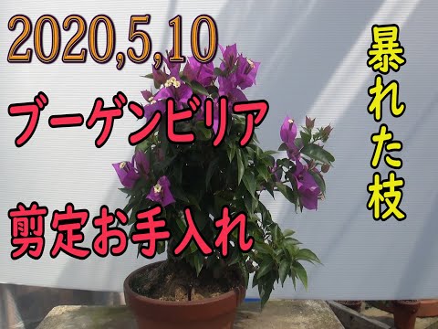 ブーゲンビリアの枝を鉢植えや地植えで育てる挿し木を入手するにはどうすればよいですか？  庭園