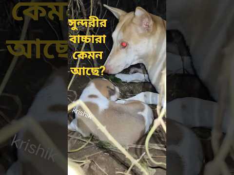 @krishik6549 #Look how beautiful the kids are#Beautiful#Look how many kids the beautiful has#stre...