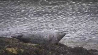 preview picture of video 'Seals in Portnahaven, Isle of Islay'