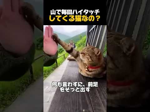 登山中に“受付猫”に会えるの？