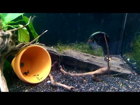 Apistogramma pandurini