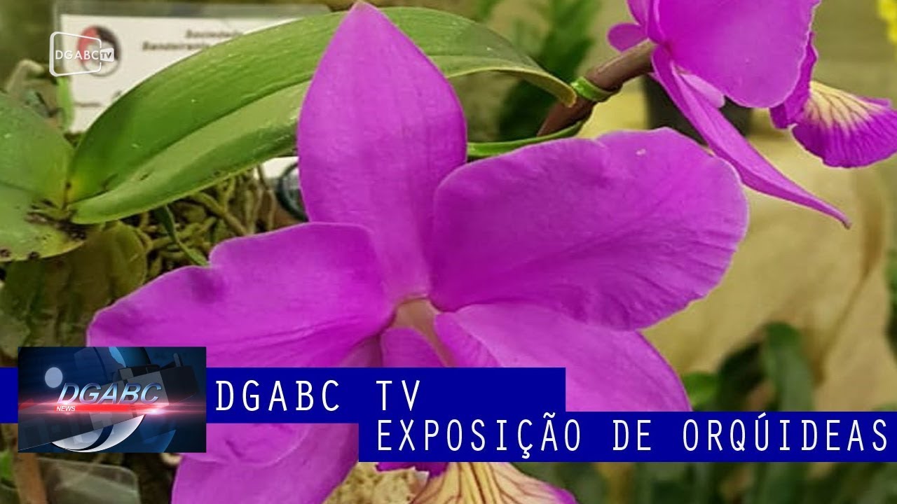 Exposição de orquídeas em São Bernardo comemora aniversário da cidade
